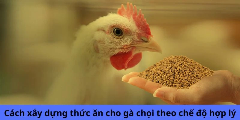 Cách xây dựng thức ăn cho gà chọi theo chế độ hợp lý