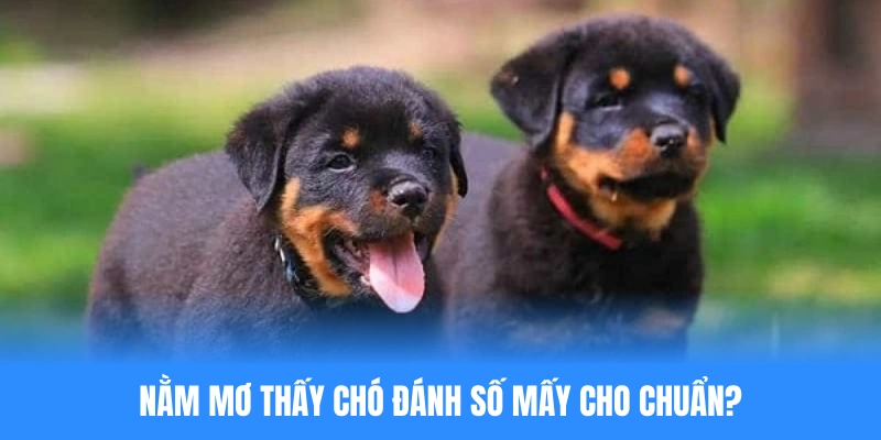 Nằm mơ thấy chó đánh số mấy cho chuẩn sách giáo khoa