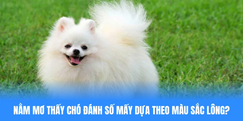 Nằm mơ thấy chó đánh số mấy nếu căn cứ vào màu sắc của lông?