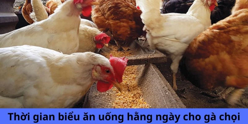 Thời gian biểu ăn uống hằng ngày cho gà chọi