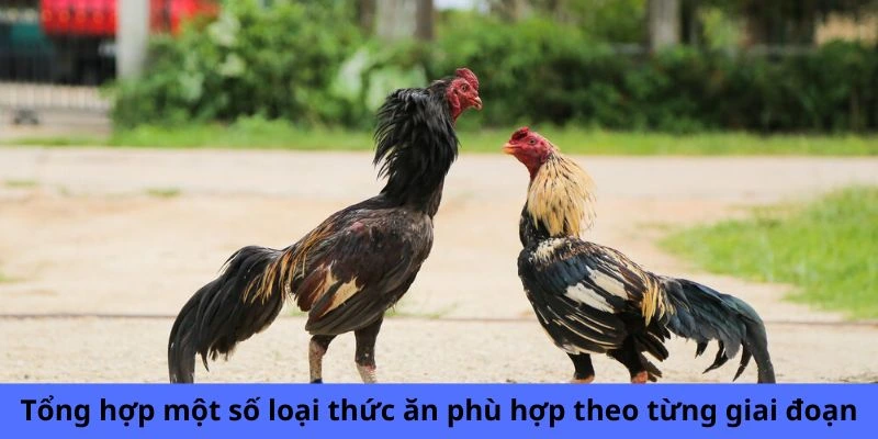 Tổng hợp một số loại thức ăn phù hợp theo từng giai đoạn