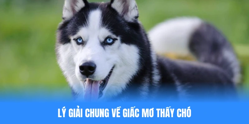 Ý nghĩa chung về nằm mơ thấy chó đánh số mấy